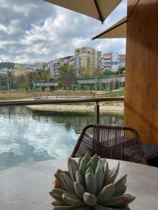 地拉那MB luxury apartments的河旁桌子上多汁的植物