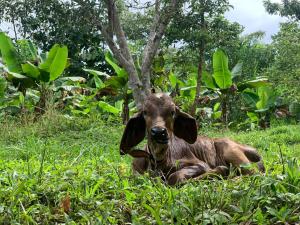 Palmar SurLa Muñequita Lodge 2 - culture & nature experience的一只棕色的山羊躺在草地上