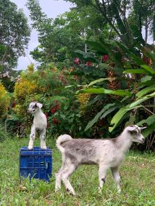 Palmar SurLa Muñequita Lodge 2 - culture & nature experience的两只山羊站在一个蓝色的箱子上