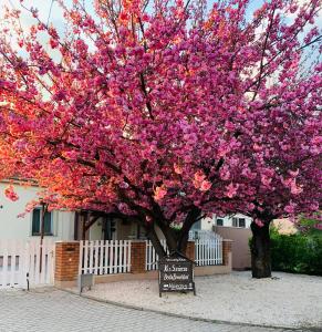 加尔多尼克斯匝萨温德加酒店的房子前有粉红色花的树