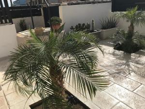 阿沃拉Scogliera apartments的庭院里种着棕榈树,种着其他植物