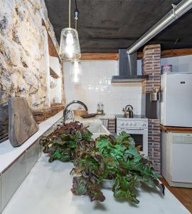 UtandeCasa la nuri的厨房配有水槽和台面上的植物