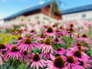 KrušetnicaChaty Krušetnica s luxusným privátnym wellness的一座建筑前方一片粉红色的花