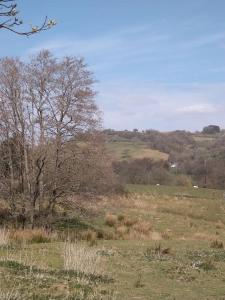 布雷肯Wern Ddu, Defynnog - Brecon Beacons的田野里树木繁茂的田野