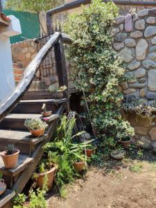 萨尔塔Hostal las Rosas的石墙旁的木楼梯,有盆栽植物