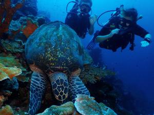 BombaAraya Dive Resort Togean的两个人在海洋里拍海龟的照片