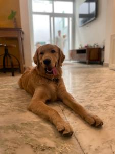 斋浦尔AnandMai - Sustainable Living Spaces的一只棕色的大狗躺在地上