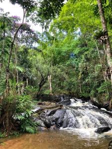 阿蒂巴亚Sitio Anju的林中树木的溪流
