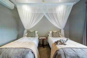 卡萨内Chobe Safari Lodges的一间设有两张床的房间,里面放着一只猫