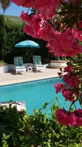 ToconCasa Olivar B&B的两把椅子和一个拥有粉红色花卉的游泳池