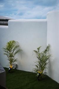 圣勒Villa romantique, Rêve d'ailleurs, saint leu, la Réunion的两株植物坐在白色的墙上