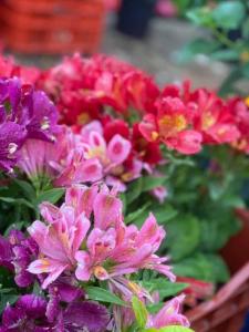 波托什艾尔莎之家公寓的篮子里的一束五颜六色的鲜花