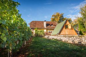 新梅斯托Holiday home in Novo Mesto - Dolenjska Bela krajina Unter- Weißkrain 42895的葡萄园内一座石墙房子