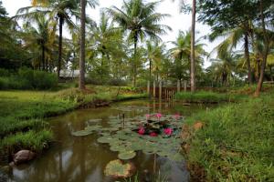 NelamangalaShreyas Retreat的一个带百合垫和棕榈树的池塘