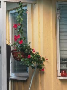 赫尔辛基Mummon saunamökki的窗边篮子里的植物