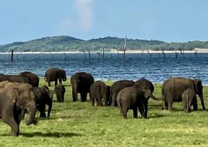 达瓦拉维Wild Eagle Safari Resort的一群大象站在水边的田野里