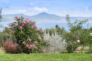 布拉恰诺Vigna Caio Relais & Spa的一群花在山地的田野上