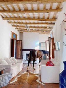 Villa TulumbaAndaluzia Casa Hotel的站在客厅的马