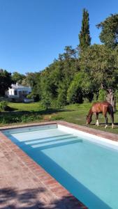 Villa TulumbaAndaluzia Casa Hotel的吃游泳池旁草的马
