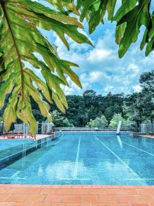 奥克兰卡怀伊普拉普拉瑜伽中心度假酒店的一座树木环绕的游泳池