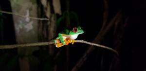 卡维塔Wildlife Lodge Cahuita的树枝上绿蛙