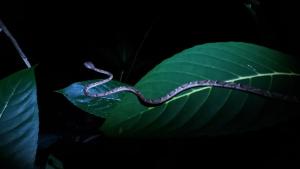 卡维塔Wildlife Lodge Cahuita的暗中绿叶上的蛇