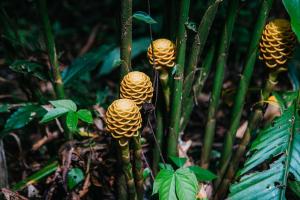 特纳Arahuana Jungle Resort & Spa的森林里一群怪异的植物