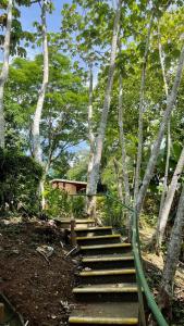 塔尔科莱斯Hotel Cerro Lodge的树林里树木繁茂的楼梯