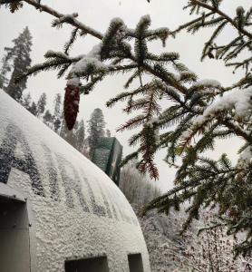 Spišské BystréLietadlo v lese的雪覆盖的树,在雪覆盖的卡车旁边