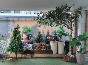 首尔The Blossom Yeonnam Guesthouse的展示在房间里圣诞树和植物