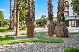 长滩Golden Sails Hotel的公园里的一棵棕榈树