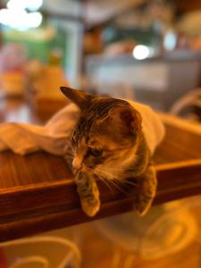 冬山乡鹿野星踪民宿的一只猫躺在木桌上