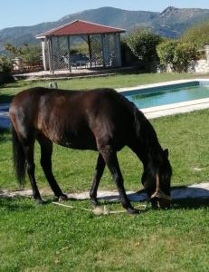 埃利尼科伊莱恩酒店的棕色马在游泳池附近的草地上放牧