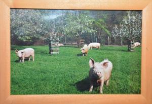 迈尔霍芬Griena NaturChalets ****的一只猪在牧场里与羊群的照片