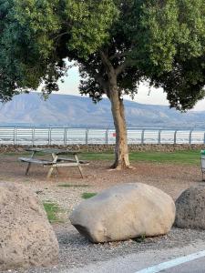 提比里亚טבע של קרוואן的野餐桌、一棵树和两块大岩石
