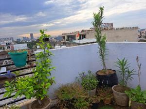 古尔冈Private room with Sky Garden in Green Bacchus by Walias的建筑里种有植物的阳台