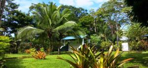 曼萨尼约Private Villa on 2-Acres of Jungle Garden & Pool的种有棕榈树和绿草的花园