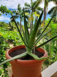 霍普金斯Caribbean Shores Belize的阳台的锅里种植的绿色植物