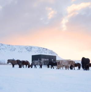 ÖlfusAkurgerði Guesthouse 6 - Country Life Style的一群马站在雪中