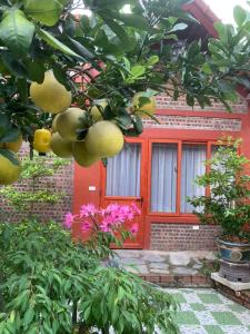 宁平Tam Coc Family Homestay的一座有红门的房子和一棵果树