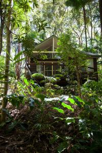 谭伯连山Songbirds Rainforest Retreat的森林中的房子