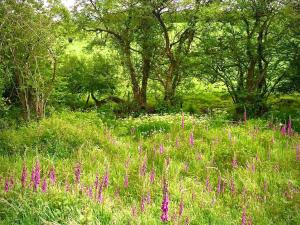 OtterhamSt Tinney Farm Cornish Cottages & Lodges, a tranquil base only 10 minutes from the beach的一片草场,布满紫色的花和树木