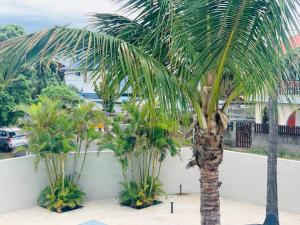 埃唐萨莱莱班海滩LE NID TROPICAL的墙上的一组棕榈树