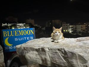 萨兰达Bluemoon Suites Sarande的坐在卡车边的猫