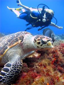 科苏梅尔科苏梅尔洲际总统度假村的海龟和水中的潜水者