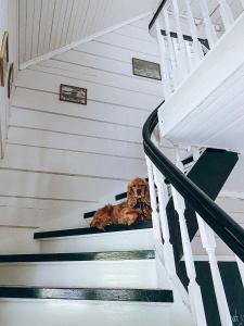 努尔菲尤尔埃德Øygarden i Heggjabygda的狗躺在房子的楼梯上