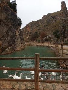 FuentealbillaCasa Rural Tia Catalina的一群鸭子在池塘里游泳,池塘里围着围栏