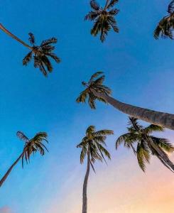 Playa AguadulceThe Palms - Caribbean Paradise的一群棕榈树爬上天空