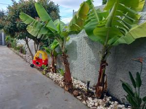加拉塔斯GIANNIS的玩具车停在香蕉树旁边