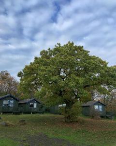 内克瑟Nexø Camping & Cabins的田间中有一棵树,有房子